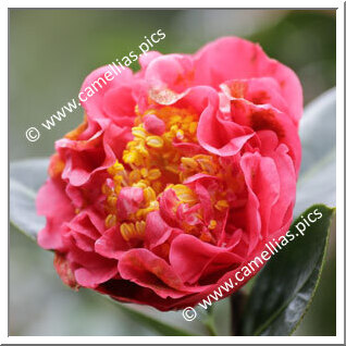 Camellia Hybrid 'Scentasia'