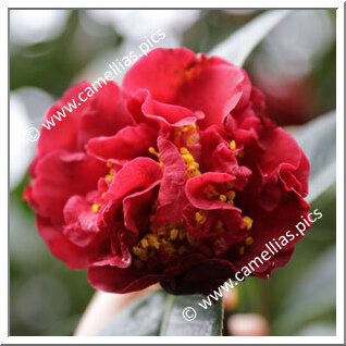 Camellia Hybrid 'Scentimental'