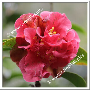 Camellia Hybrid 'Scentimental'