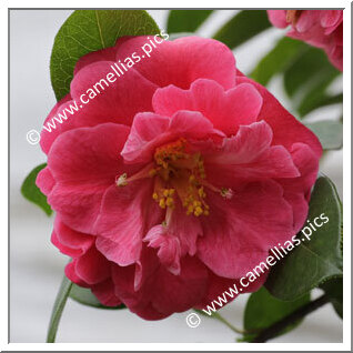 Camellia Reticulata 'Seben'