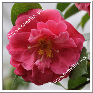 Camellia Reticulata 'Seben'