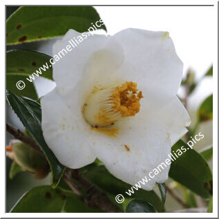 Camellia Japonica 'Seifû'