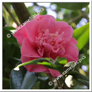 Camellia Japonica 'Seventh Heaven'