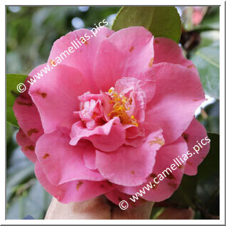 Camellia Japonica 'Seventh Heaven'