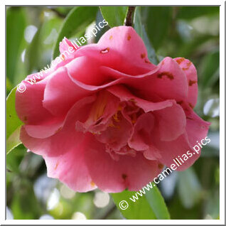 Camellia Japonica 'Seventh Heaven'