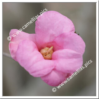 Camellia Wabisuke 'Shibenashi-wabisuke'