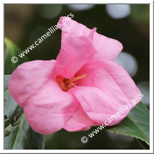Camellia Wabisuke 'Shibenashi-wabisuke'