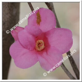 Camellia Wabisuke 'Shibenashi-wabisuke'