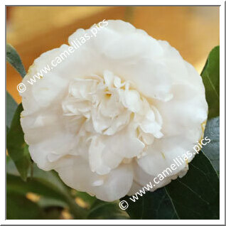 Camellia C. rusticana 'Shiro-daikagura'