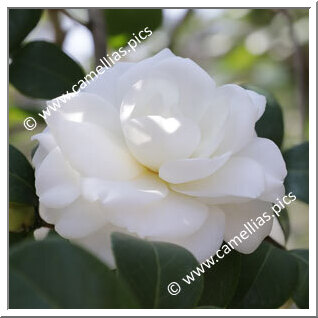 Camellia Japonica 'Shiro-suminokura'