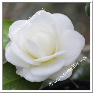 Camellia Japonica 'Shiro-suminokura'