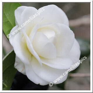 Camellia Japonica 'Shiro-suminokura'
