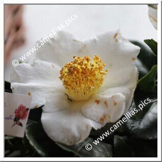 Camellia Japonica 'Shirohitoe-kingyoba-tsubaki'