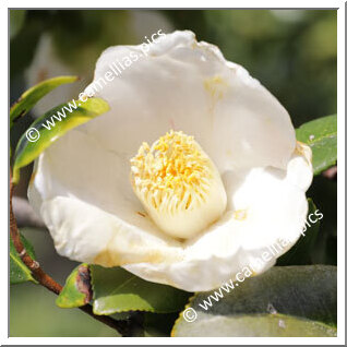Camellia Japonica 'Shirohitoe-kingyoba-tsubaki'
