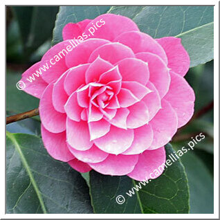 Camellia Hybride C.x williamsii 'Shocking Pink'