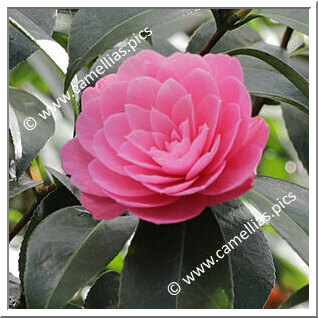 Camellia Hybride C.x williamsii 'Shocking Pink'