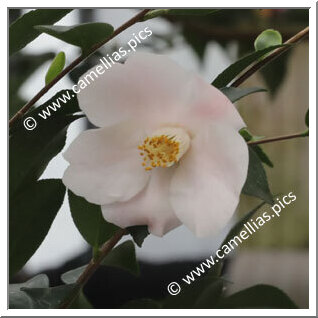 Camellia Hybrid 'Shunpû'