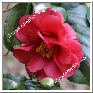 Camellia Japonica 'Shutendôji'