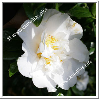 Camellia Japonica 'Silver Lace'