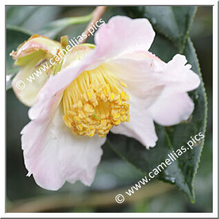 Camellia Hybride C.reticulata 'Sleeping Beauty'