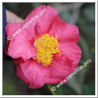 Camellia Hybrid 'Smooth Fragrance'