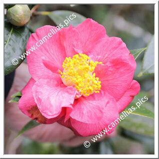 Camellia Hybrid 'Smooth Fragrance'