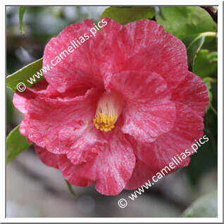 Camellia Japonica 'Sôshiarai'
