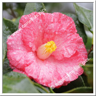 Camellia Japonica 'Sôshiarai'