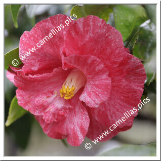 Camellia Japonica 'Sôshiarai'
