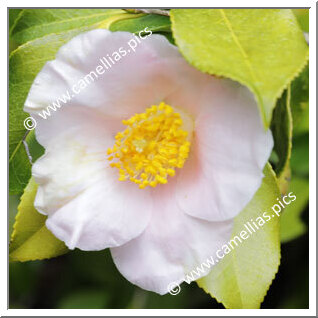 Camellia Japonica 'Spencer's Pink'