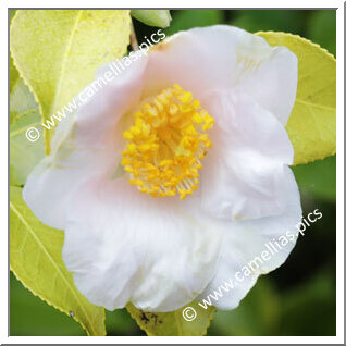 Camellia Japonica 'Spencer's Pink'