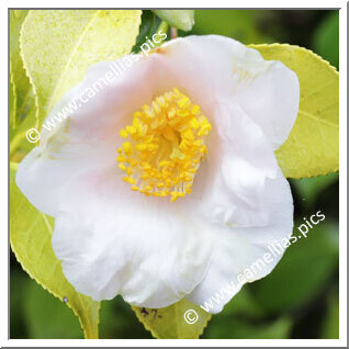 Camellia Japonica 'Spencer's Pink'