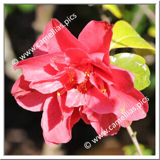 Camellia Japonica 'Steve Blount'