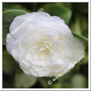 Camellia Japonica 'Surpreza de J. Marques Loureiro'