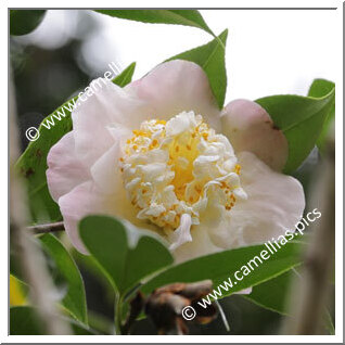 Camellia Hybride 'Sweet Emma'