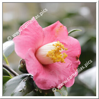 Camellia Hybrid 'Sylvia Campbell'
