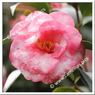 Camellia Japonica 'Tabbs'