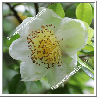 Camellia Botanique C. taliensis