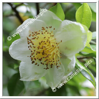 Camellia Botanique C. taliensis