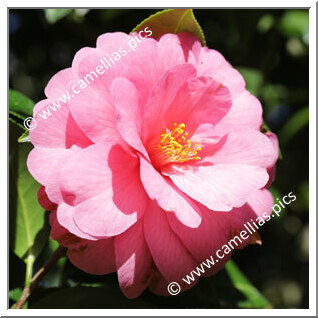 Camellia Hybride C.x williamsii 'Taylor Maid'