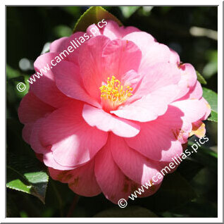 Camellia Hybride C.x williamsii 'Taylor Maid'