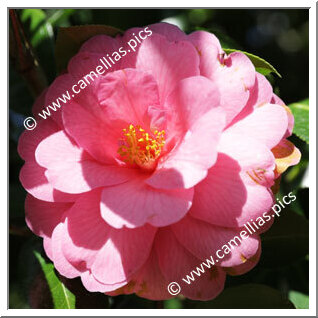 Camellia Hybride C.x williamsii 'Taylor Maid'