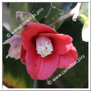 Camellia Wabisuke 'Tenrinji-gakkô'