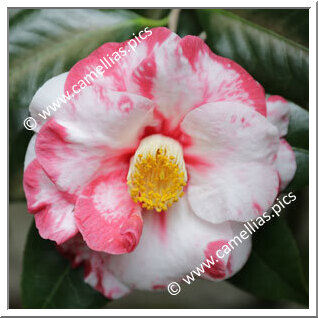 Camellia Japonica 'The Czar Variegated'