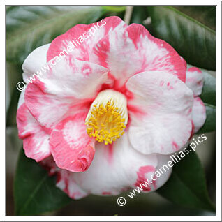 Camellia Japonica 'The Czar Variegated'