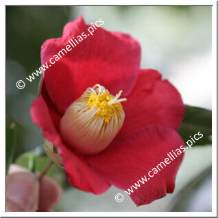 Camellia Japonica 'Tôkai'