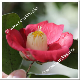 Camellia Japonica 'Tôkai'