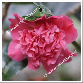 Camellia Hybride 'Top Fragrance'