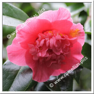 Camellia Hybride 'Top Fragrance'