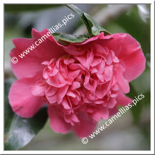 Camellia Hybride 'Top Fragrance'